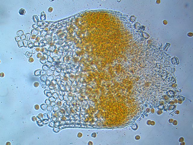 Ecidie entière d'Uromyces dactylidis